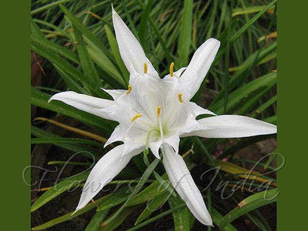 Long Flowered Spider Lily